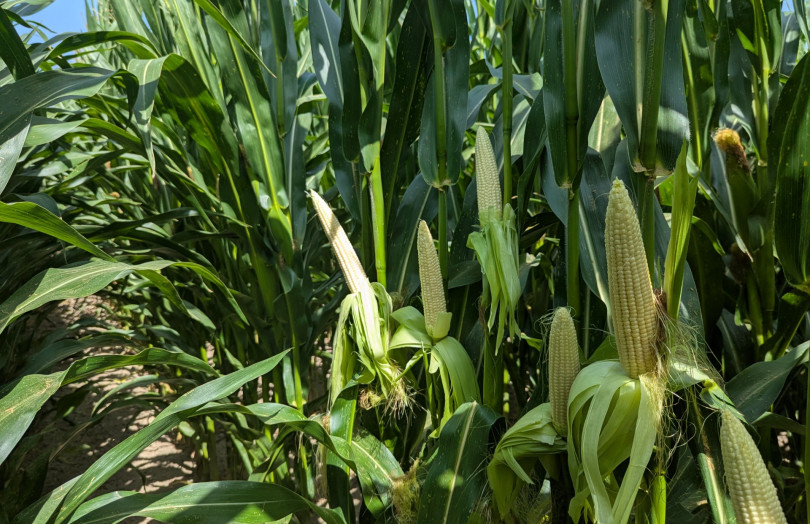 Maïs 2025 en Bretagne