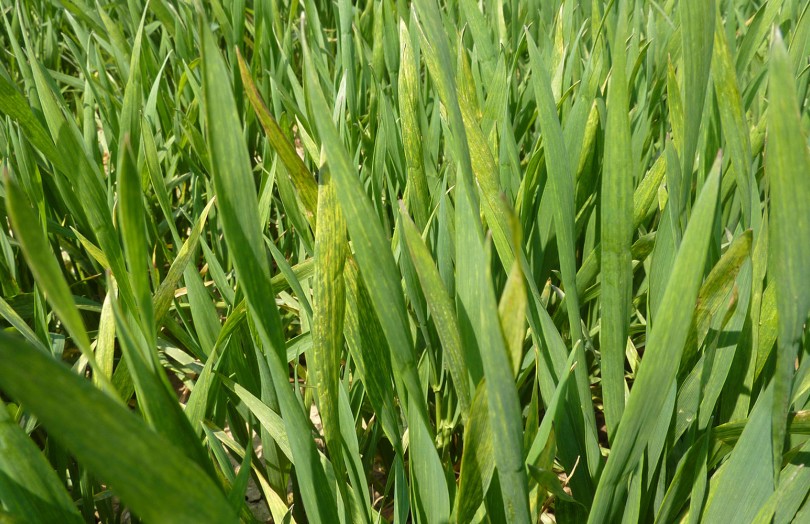 Des feuilles de blé attaquées par la mosaïque des céréales (VMC) au printemps 2023 en Champagne-Ardenne.