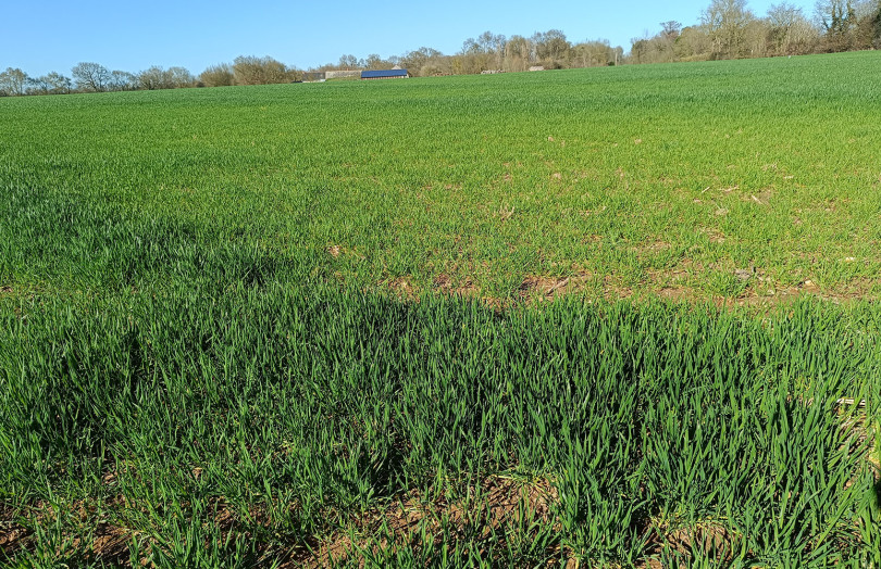 Pour les cultures qui ont souffert ‘d’excès d’eau, attendre la pleine reprise de végétation pour appliquer le régulateur 2026 en Pays de la Loire