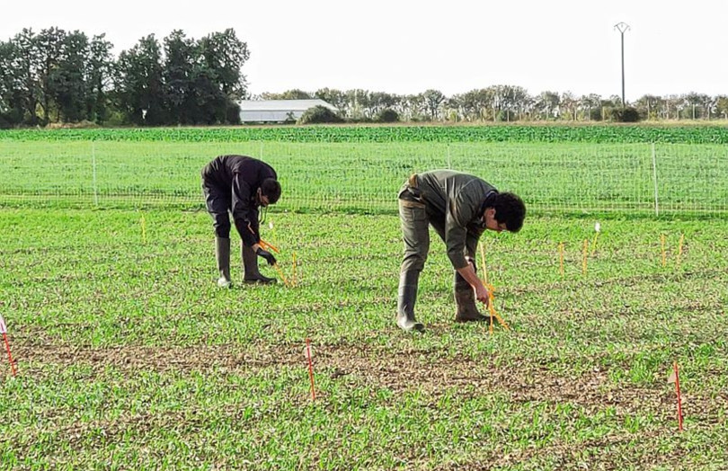 Observations de pucerons sur jeunes semis de blé 2025 en Bretagne 