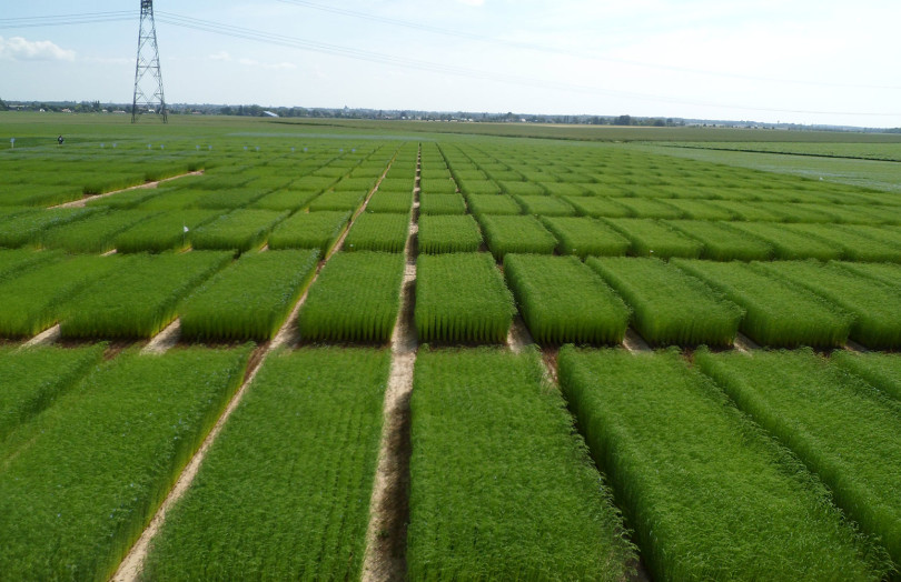 Vue générale des parcelles expérimentales de lin