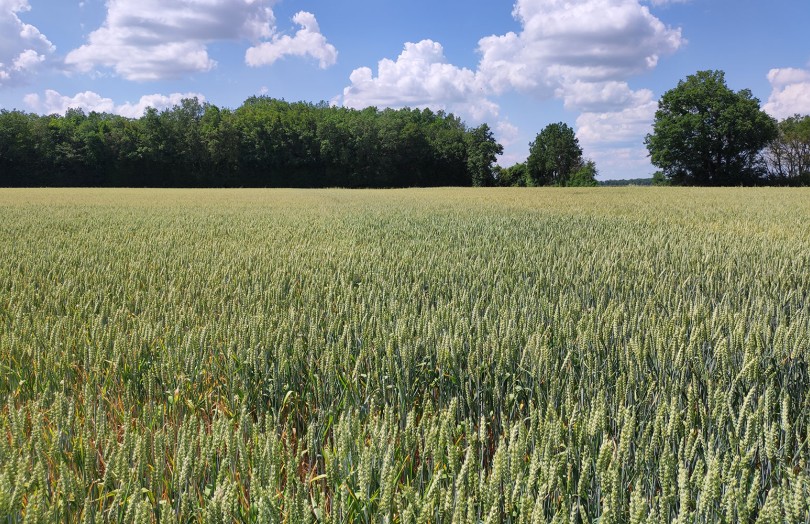 Jaunissement d’une parcelle de blé tendre en juin 2023 en Poitou-Charentes