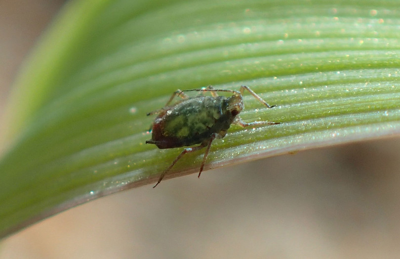 Puceron observée sur une feuille d’un jeune semis de céréales fin octobre 2025 en Poitou-Charentes