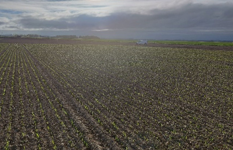 Parcelle de semis en orge d’hiver du 2 octobre 2025 en Hauts de France (photo du 13/10 - ARVALIS)