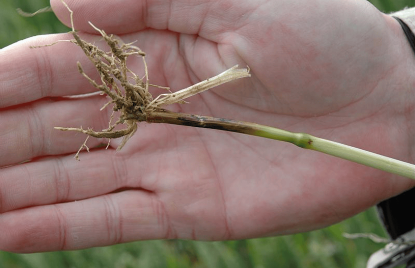 Présence de piétin verse, sur blé, en région Centre