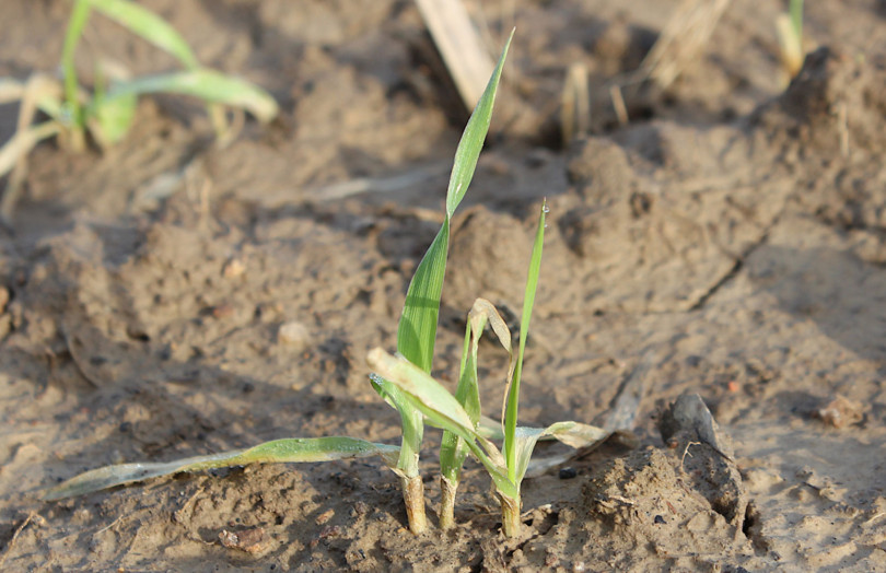 diagnostic gel au tallage