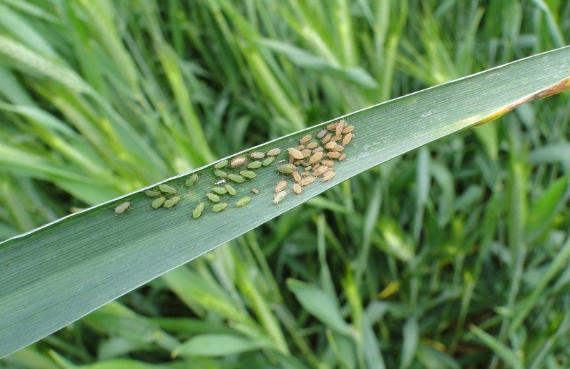 Pucerons sur feuille de blé tendre, sans risque de dégâts, en mai 2023 en Lorraine