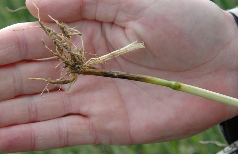 Piétin verse la base d'une tige de blé tendre en 2024 en Champagne-Ardenne