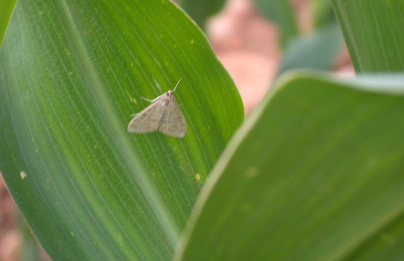 Papillon femelle de pyrale de maïs en juin 2023 en Auvergne