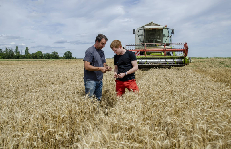 Deux hommes discutent de la qualité de la récolte 2025 dans une parcelle de blé