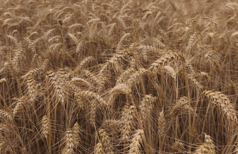 Moisson de l'essai variétés de blé à Noyers dans l'Yonne 