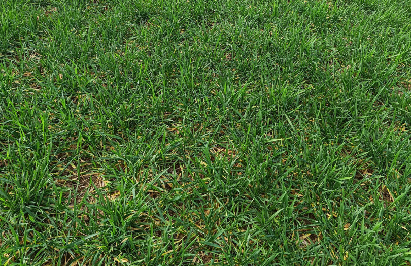 Parcelle de blé tendre soumise à un excès d’eau en février 2026 en Pays de la Loire