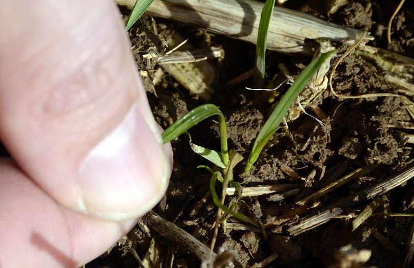 Ray-grass dans une parcelle de blé dur en janvier 2026 en Occitanie