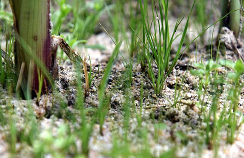 Infestation de ray-grass dans les maïs 2025, en Pays de la Loire