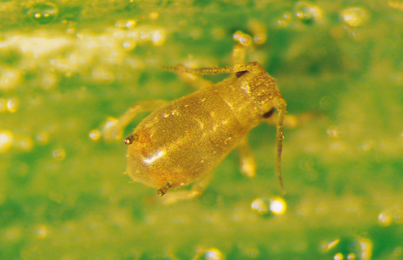 Jeune puceron Ropalosiphum padi - vecteur de la JNO mi novembre 2025 en Bretagne