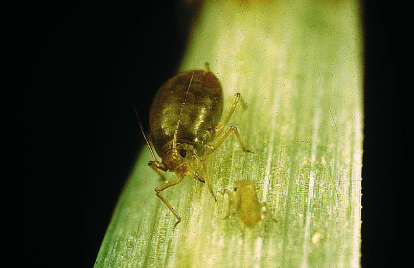Puceron Rhopalosiphum padi : à l’automne 2025 en Poitou-Charentes