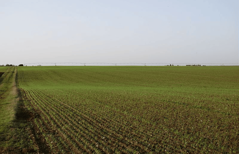 Jeunes semis de blé dur en Occitanie en 2025