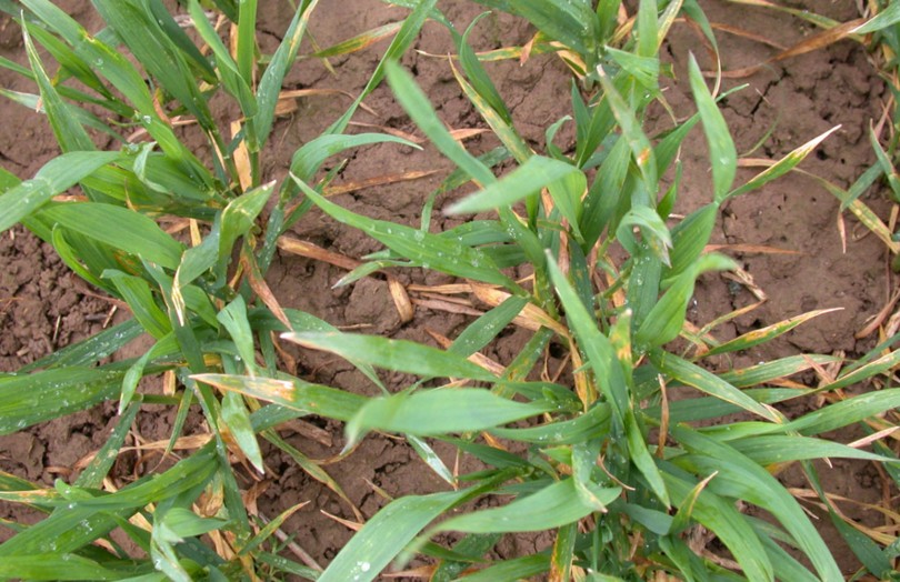 symptômes de septo sur feuille de blé début montaison