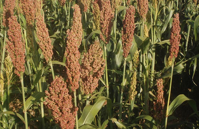Variétés de sorgho grain