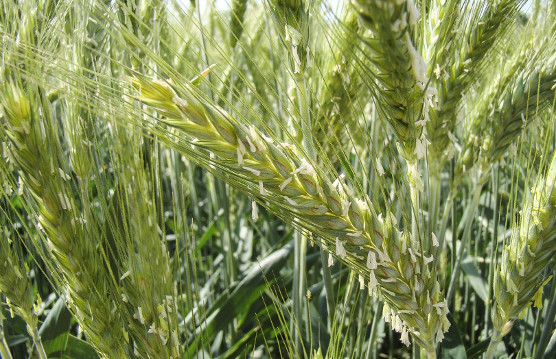 triticale