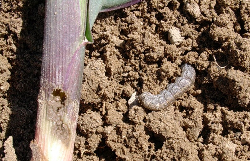 Ver gris à côté d’une tige de maïs en juin 2023 en Pays de la Loire