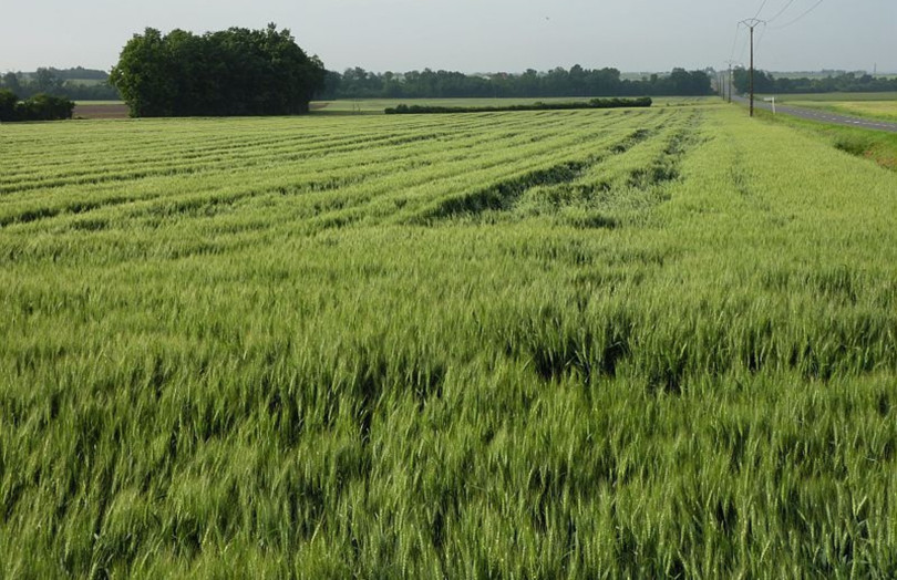 Verse sur blé tendre 2026 en Bretagne