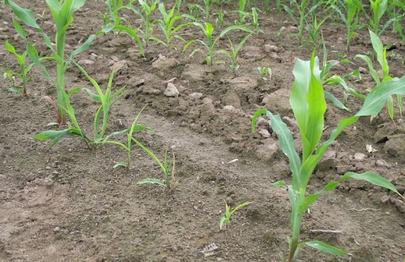 Maïs : l’efficacité des insecticides contre les ravageurs du sol