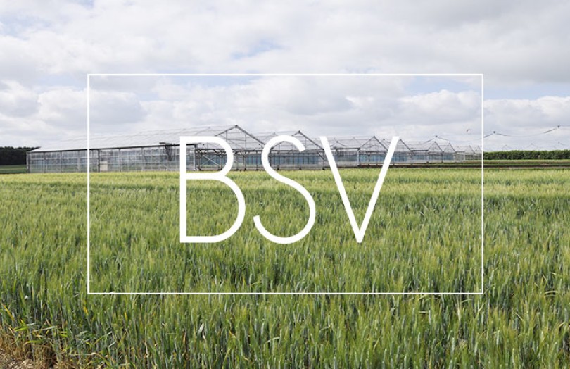 BSV Poitou-Charentes : observation des cultures, maladies, ravageurs