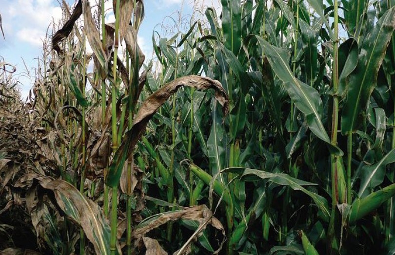 Helminthosporiose du maïs : combiner agronomie et génétique