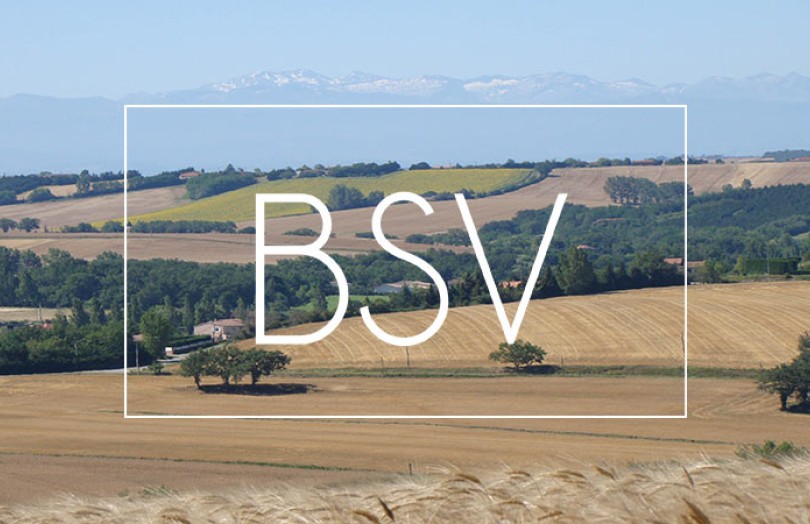 BSV Méditerranée : état des lieux cultures