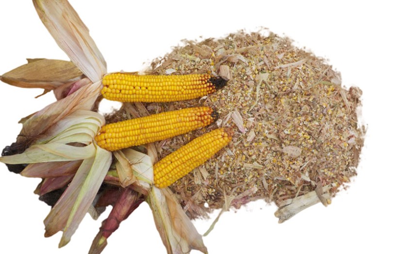 Les clés pour récolter et valoriser l’ensilage de maïs épi