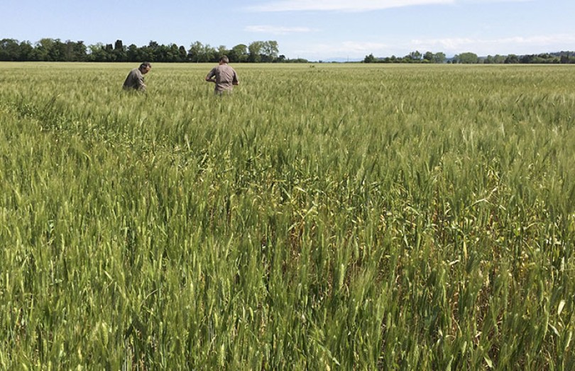 Résultats 2022 des variétés de blé dur bio en Méditerranée