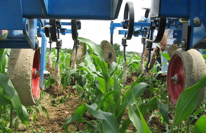 Maïs : le binage pour compléter l'action des herbicides