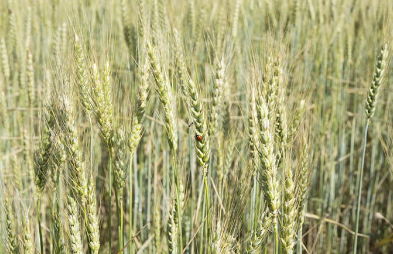 Produire du blé bio panifiable : un itinéraire technique spécifique