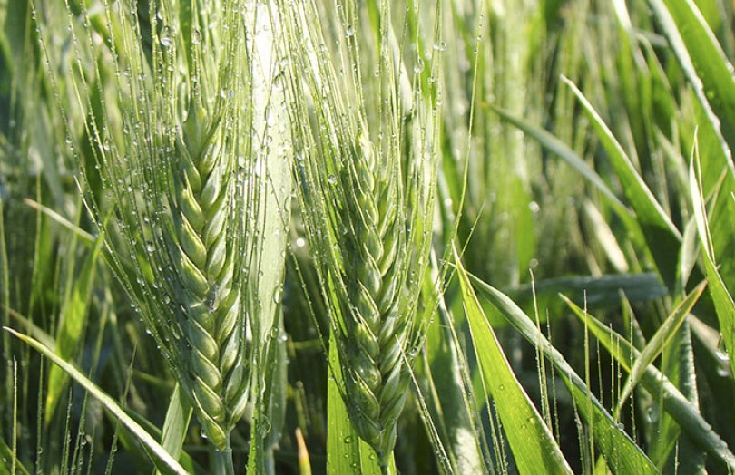Les résultats 2022 des variétés blé dur dans le Sud-Ouest