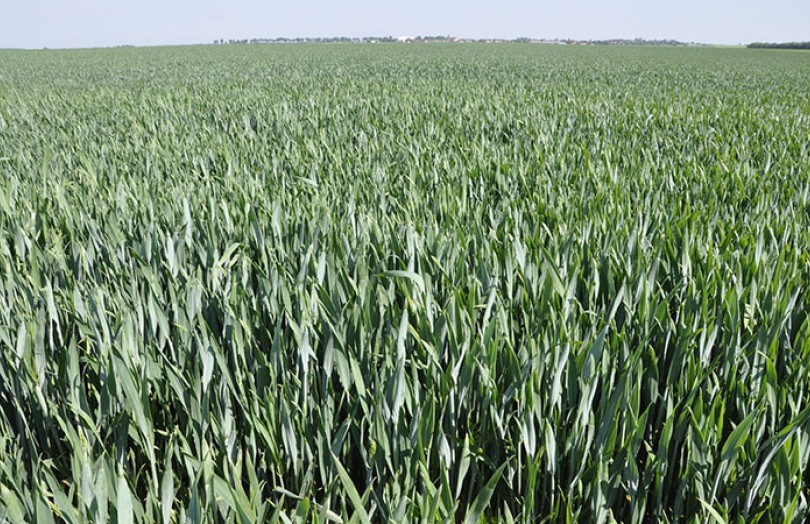 Les derniers apports d’azote sur blé en 2022 en Champagne-Ardenne