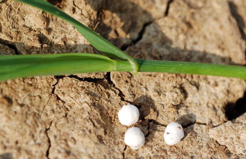 Azote et blé tendre : le point sur les idées reçues en fertilisation