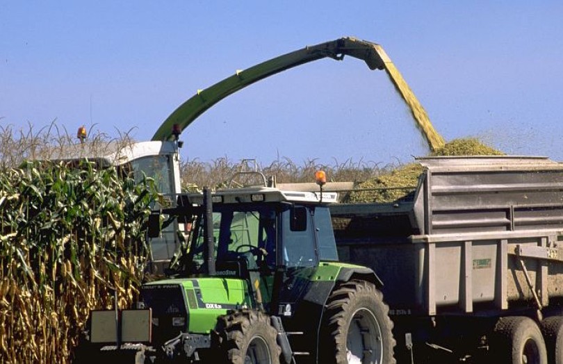 Le shredlage : une nouvelle technique de récolte du maïs fourrage