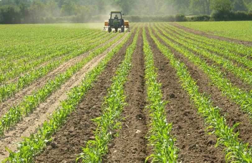 Engrais organique sur maïs bio : fractionnement ou anticipation des apport ?