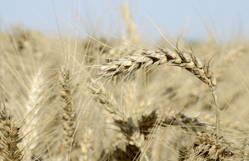 Les premiers résultats 2022 des variétés de blé de force