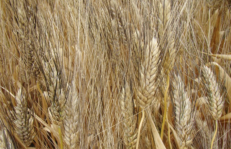 Résultats 2022 des variétés de blé dur en Méditerranée
