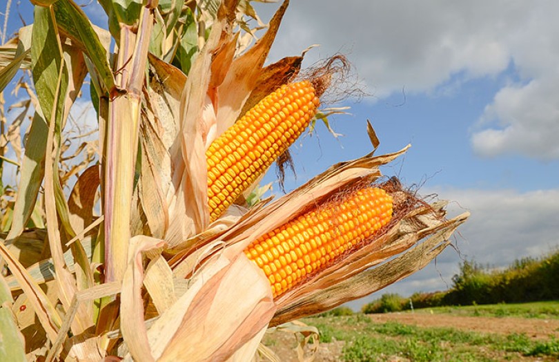 Bilan de campagne maïs 2021 : un rendement record en France