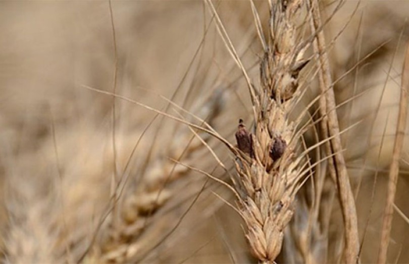 Une grille pour évaluer le risque ergot dans les parcelles de blé