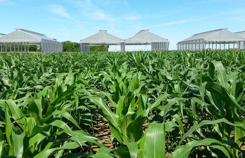 Résultats variétés de maïs grain évaluées en agriculture biologique