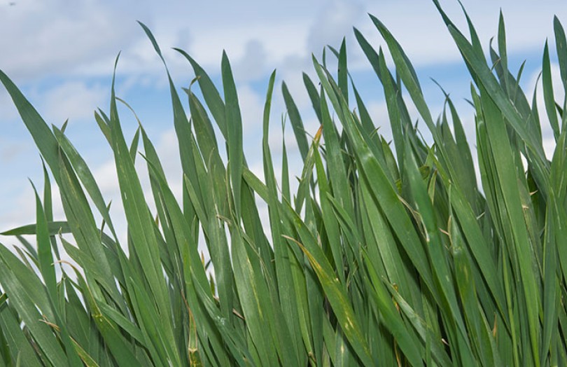 Risque verse et apports azotés 2022 sur céréales en Pays de la Loire