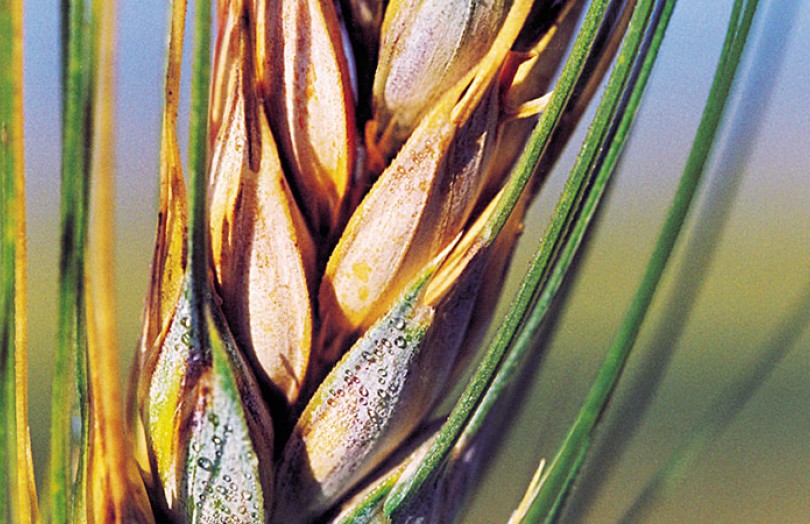 Quand traiter les fusarioses des épis du blé en 2022 dans le Sud ?
