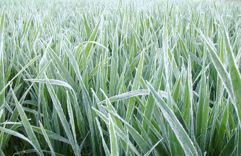 Céréales : conséquences des gelées de début avril 2022 en Poitou