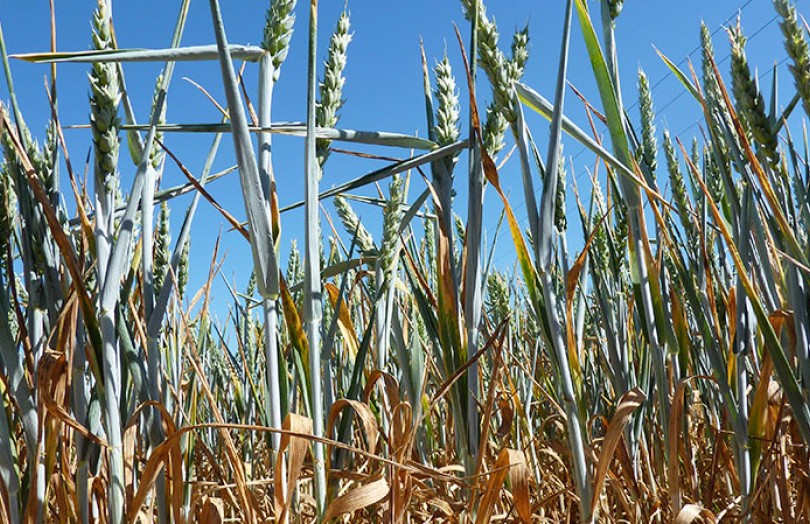 Sécheresse : de bonnes capacités de compensation chez le blé