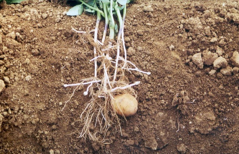Guide de production de la pomme de terre : comprendre la physiologie