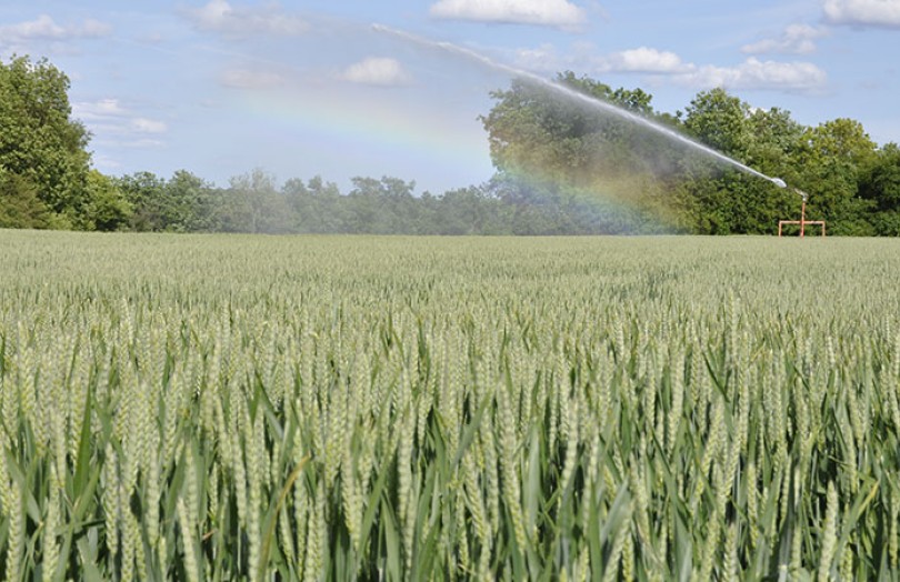 Les stratégies d’irrigation sur céréales en mai 2022 en Occitanie